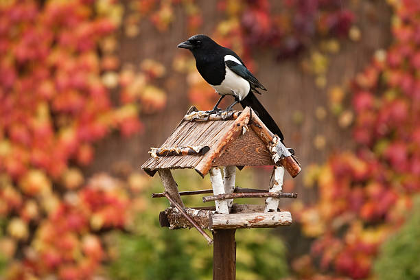 Vogelfutterhaus im privaten Garten